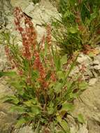 Rumex cyprius Murb. resmi