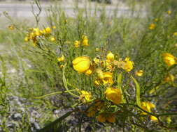 Senna pachyrrhiza var. pachyrrhiza resmi