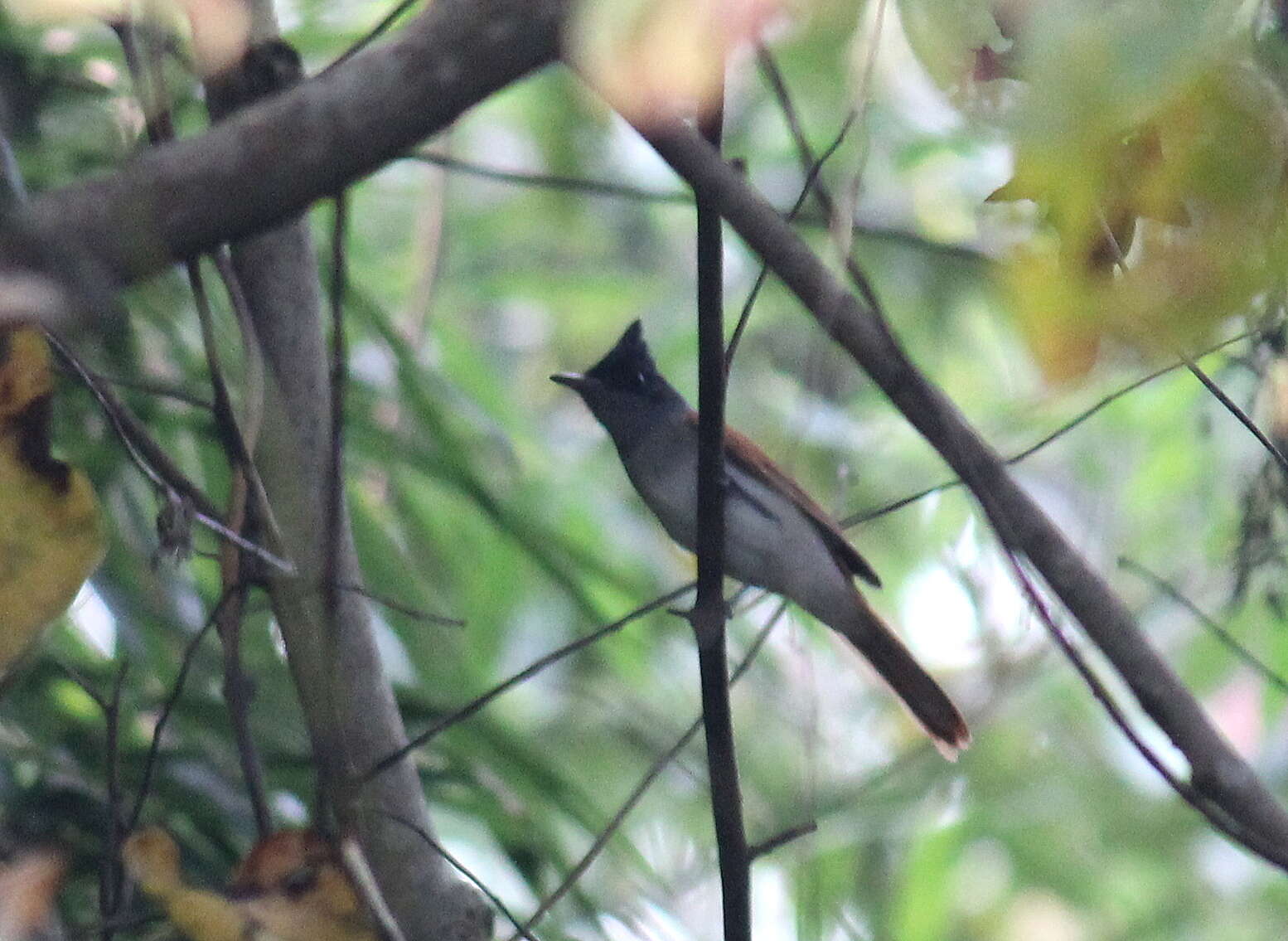 Image of Asian Paradise-Flycatcher