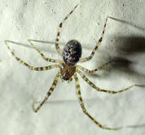 Image of Theridion melanurum Hahn 1831