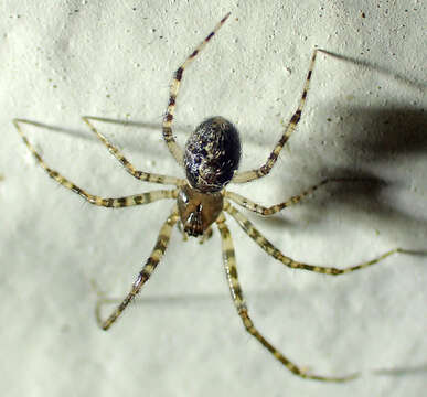 Image of Theridion melanurum Hahn 1831