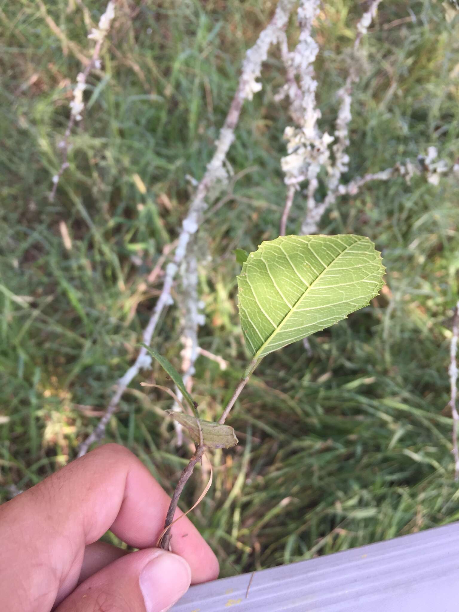 Image of Sorocea sprucei (Baill.) Macbr.