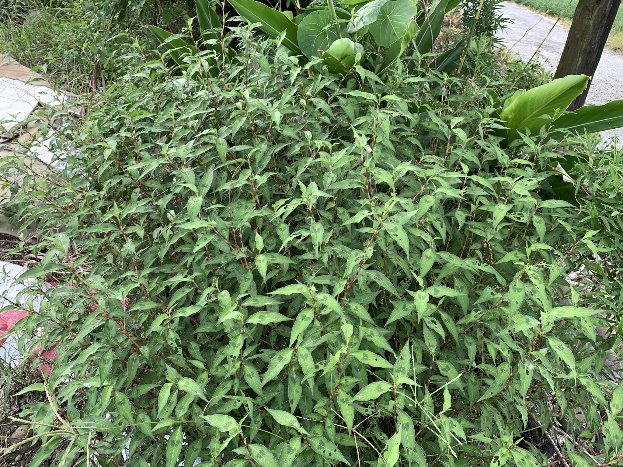 صورة Persicaria pubescens (Bl.) Hara