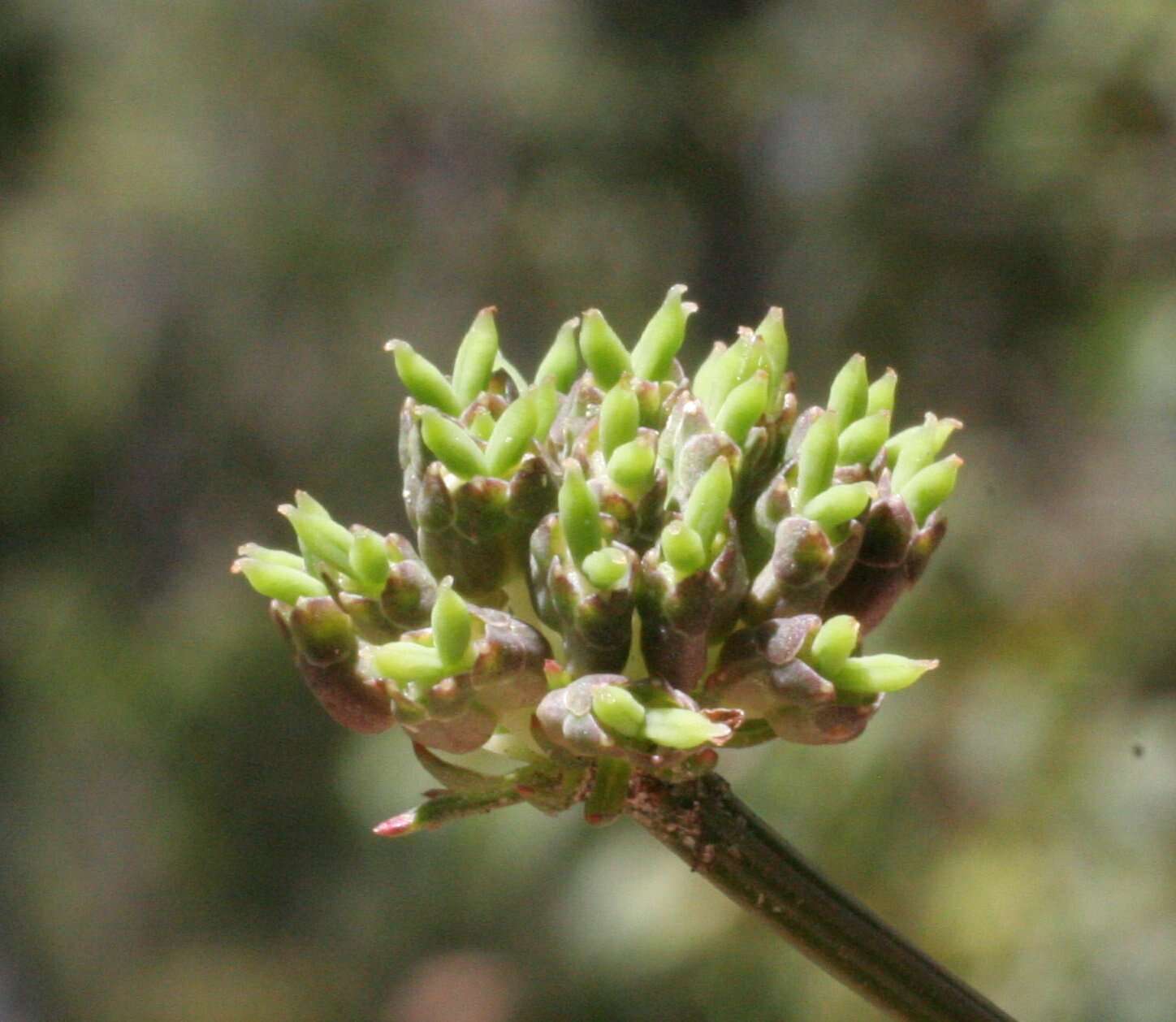 Image of Pentapeltis silvatica (Diels) Domin