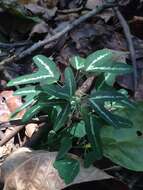 Image of Passiflora ornithoura Mast. ex J. D. Smith