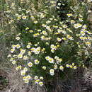Image of Tripleurospermum maritimum subsp. vinicaule P. D. Sell