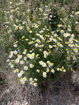 Image of Tripleurospermum maritimum subsp. vinicaule P. D. Sell