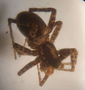 صورة Pardosa agricola (Thorell 1856)