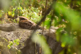 Image of Buff-collared Nightjar