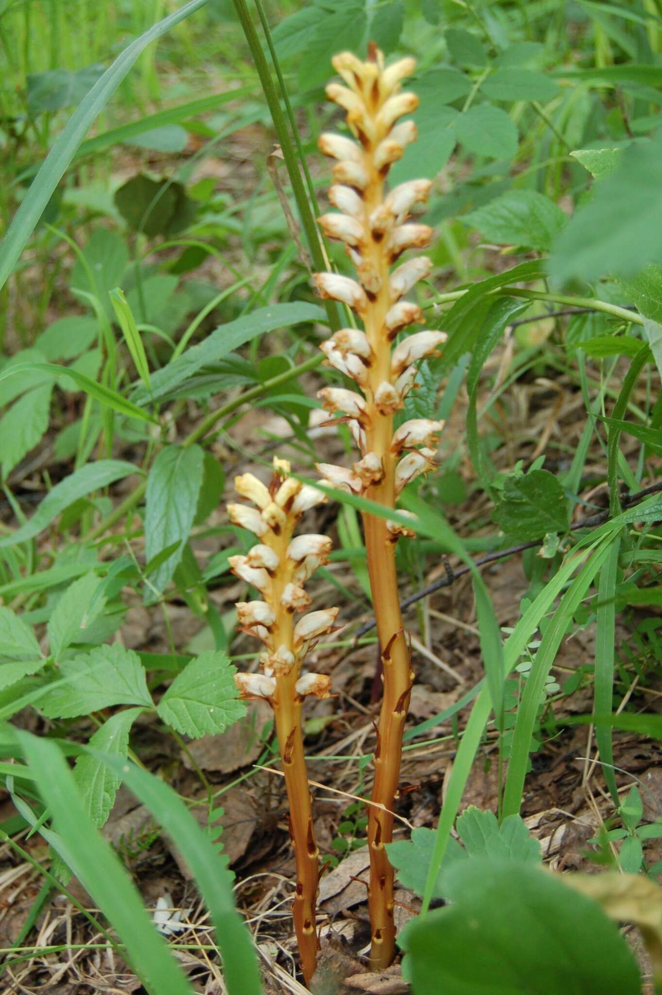 Image de <i>Orobanche krylowii</i> Beck