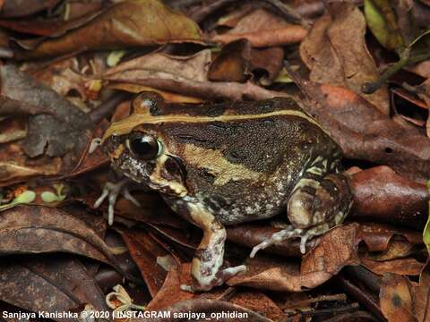 Image of Burrowing frog