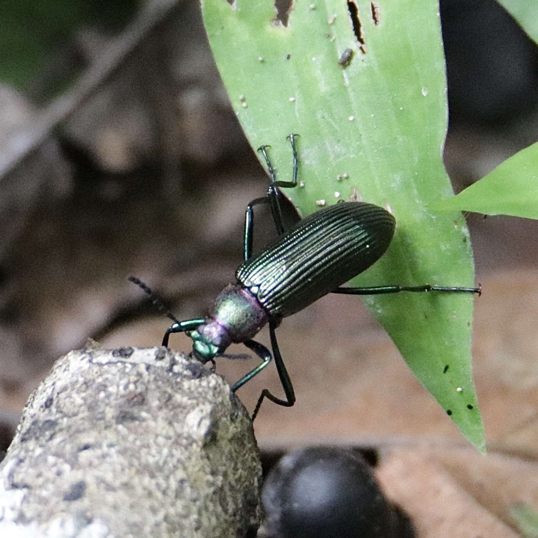 Image of Strongylium auratum (Laporte 1840)