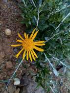 Image of Berkheya fruticosa (L.) Ehrh.