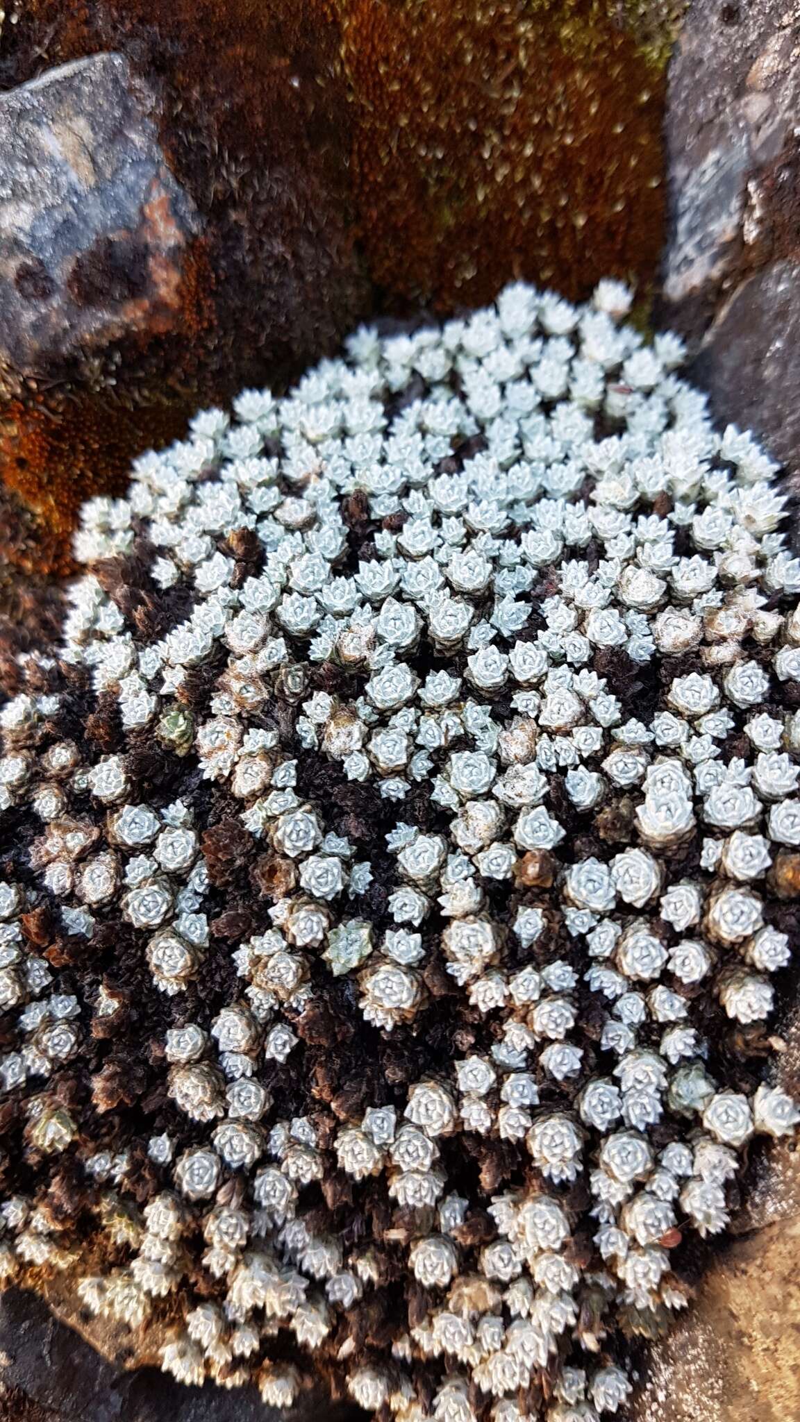 Image of Psychrophyton bryoides (Hook. fil.) Beauv.