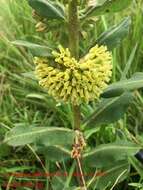 Image of pineland milkweed