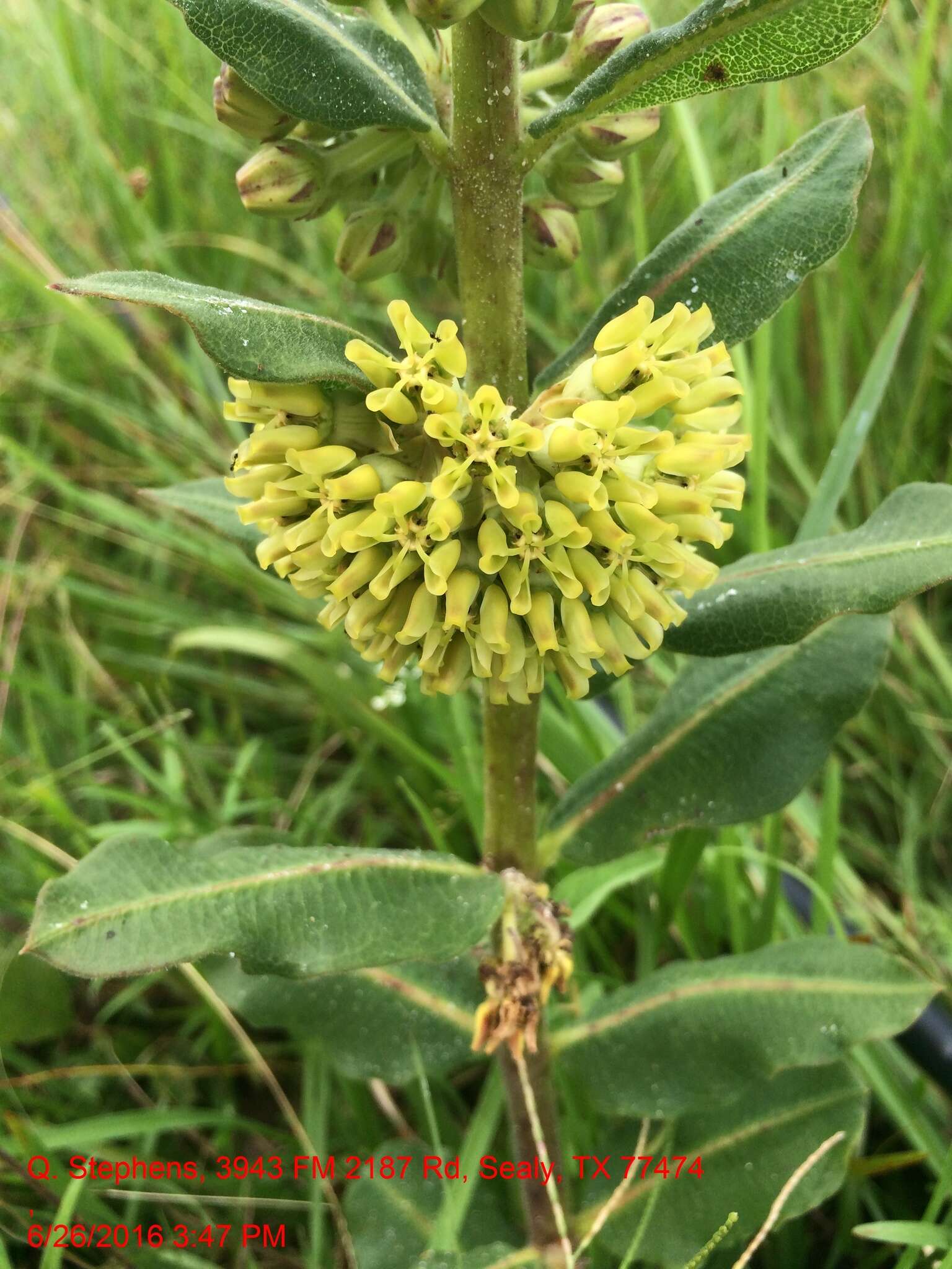 Image of pineland milkweed