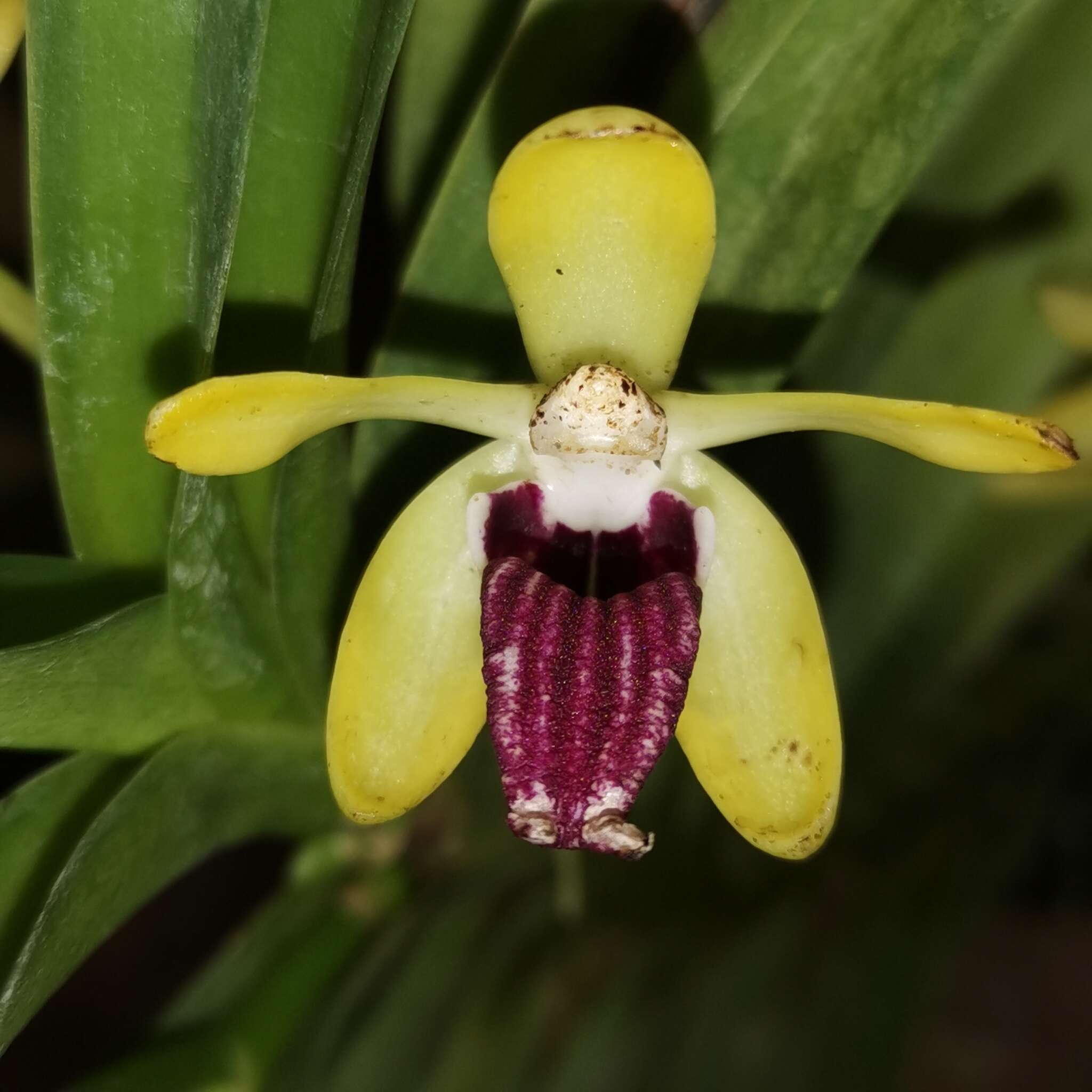 Image of Vanda cristata Wall. ex Lindl.