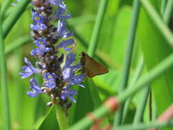 Problema bulenta Boisduval & Le Conte 1833 resmi