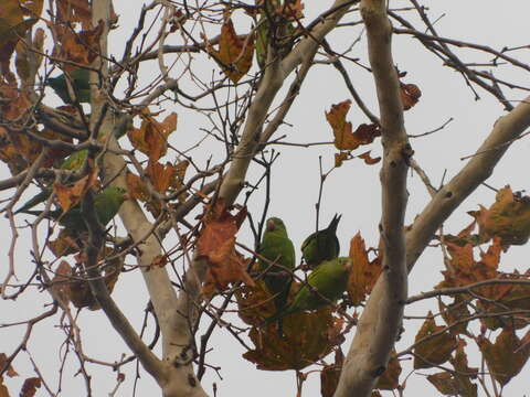 Image of Yellow-chevroned Parakeet