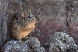 Image of tawny-bellied cotton rat