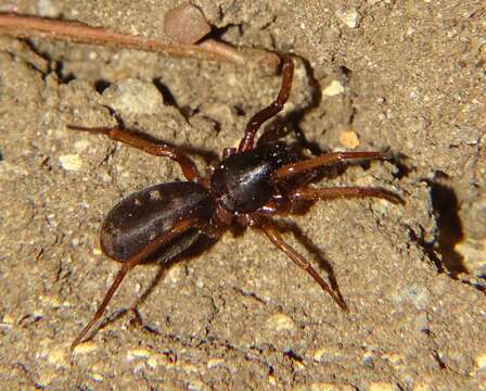 Image of Antmimic spider