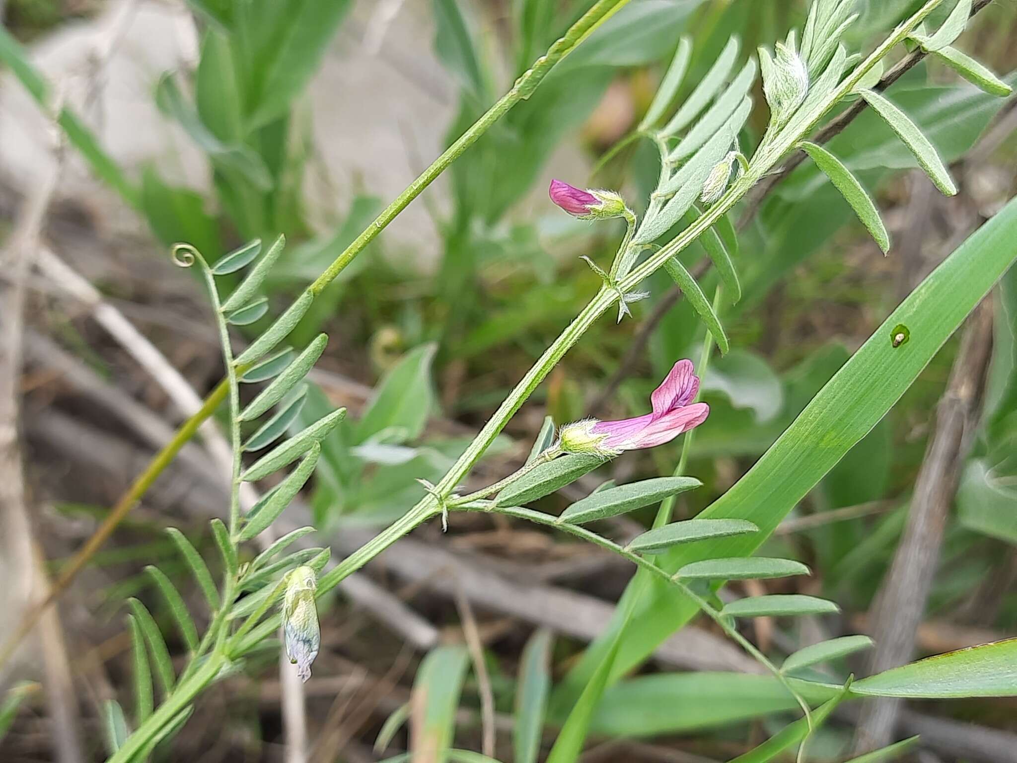 Imagem de Vicia monantha Retz.