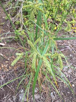 Image of shingle flatsedge