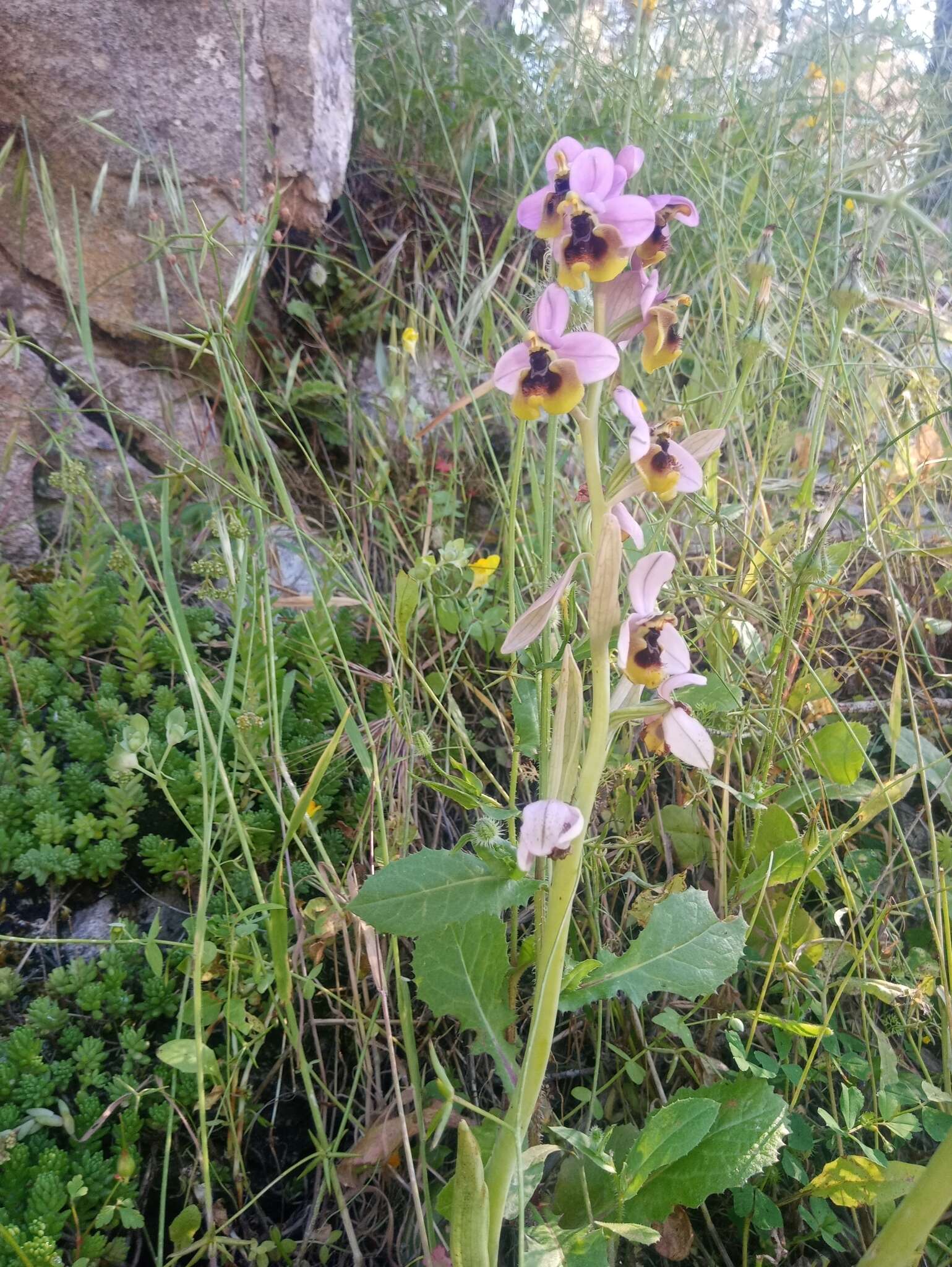 Image of Ophrys tenthredinifera subsp. ficalhoana (J. A. Guim.) M. R. Lowe & D. Tyteca