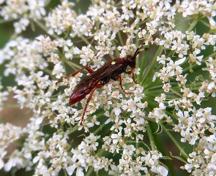 Image of Ichneumon annulatorius Fabricius 1775