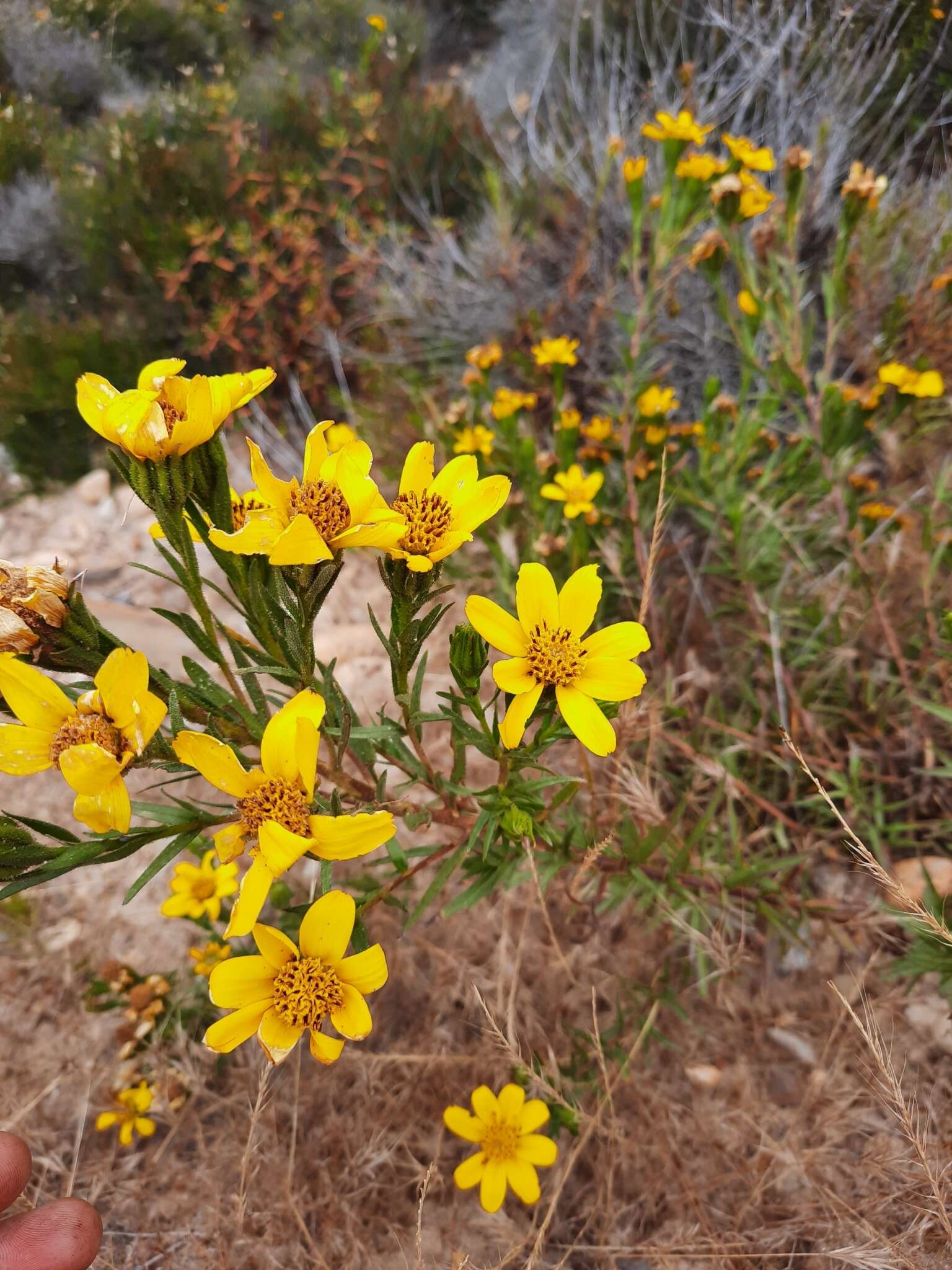 Image of Adenothamnus validus (T. S. Brandeg.) Keck