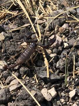 Image of Uroctonus franckei Williams 1986