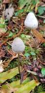 Image of Mycena robusta (A. H. Sm.) Maas Geest. 1988