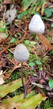 Image de Mycena robusta (A. H. Sm.) Maas Geest. 1988