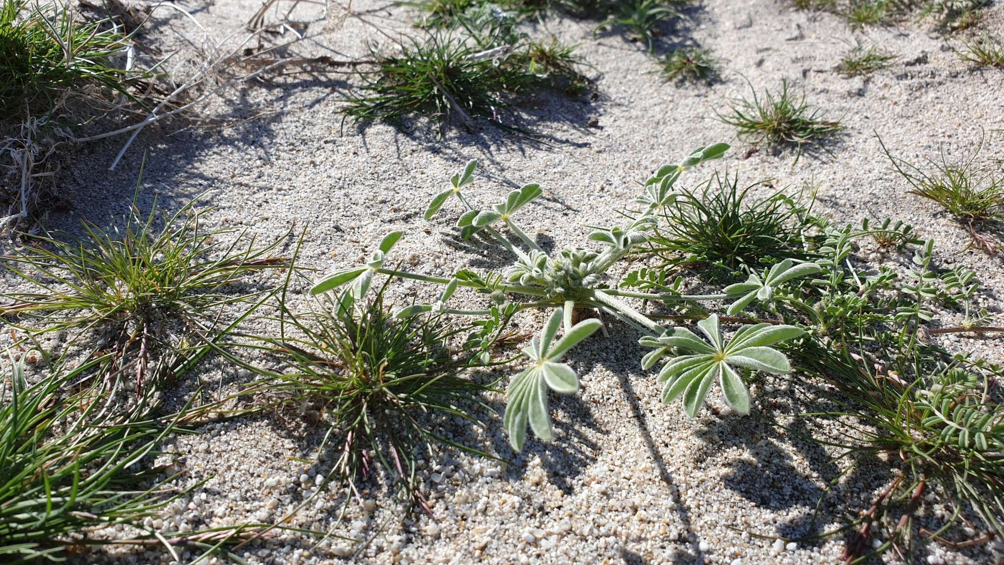 Image of purple desert lupine