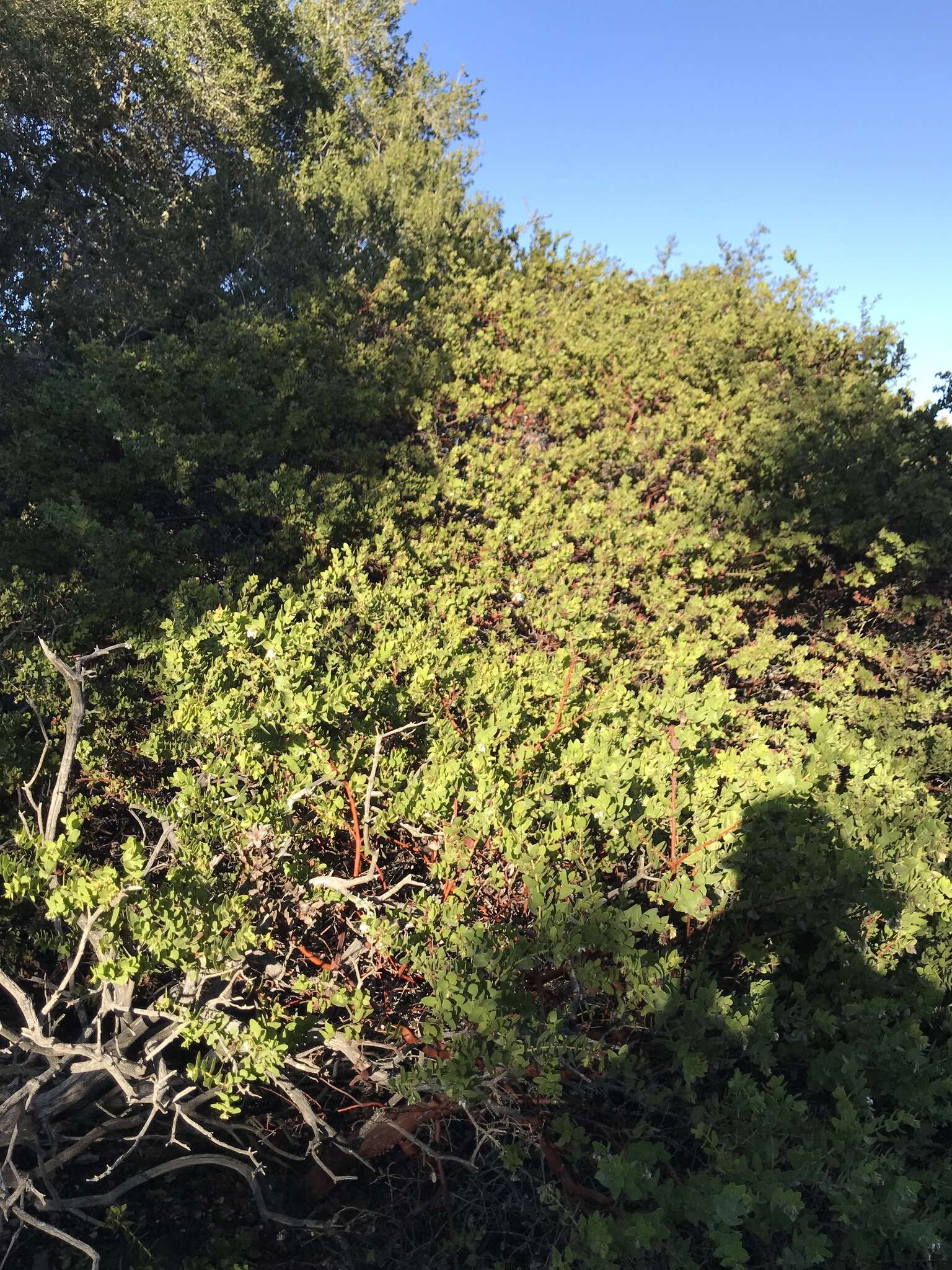 Image of Arctostaphylos purissima subsp. purissima