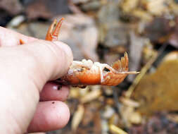 Imagem de Cambarus bartonii cavatus Hay 1902