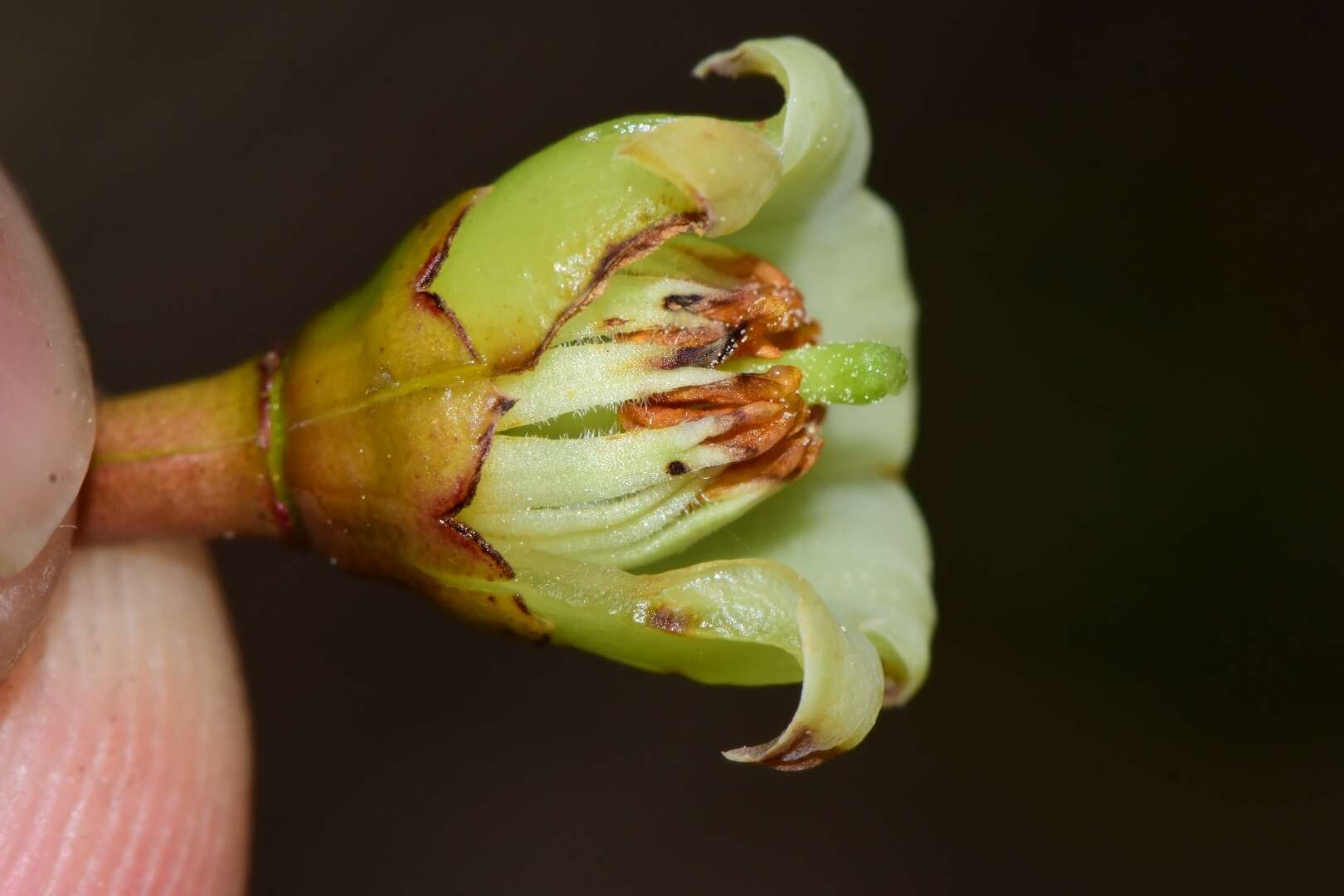 Symphysia racemosa (Vahl) Stearn resmi