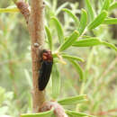 Image of Agrilus heterothecae Knull 1972