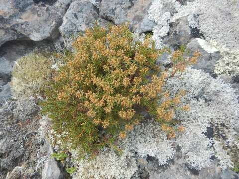 Imagem de Rhododendron tomentosum subsp. decumbens (Aiton) Elven & D. F. Murray