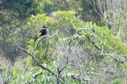 Image of Black-and-gold Cotinga