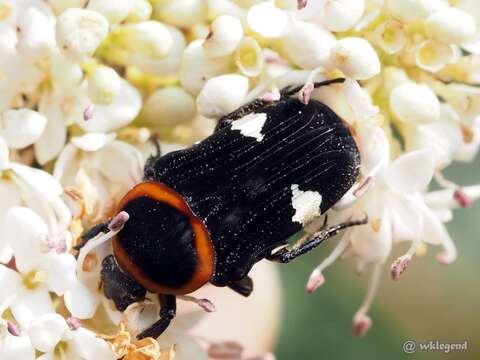 Image de Glycyphana horsfieldi (Hope 1831)