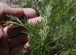 Image of slender wildparsley