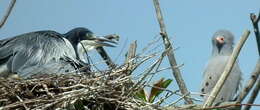 Image of Black-headed Heron