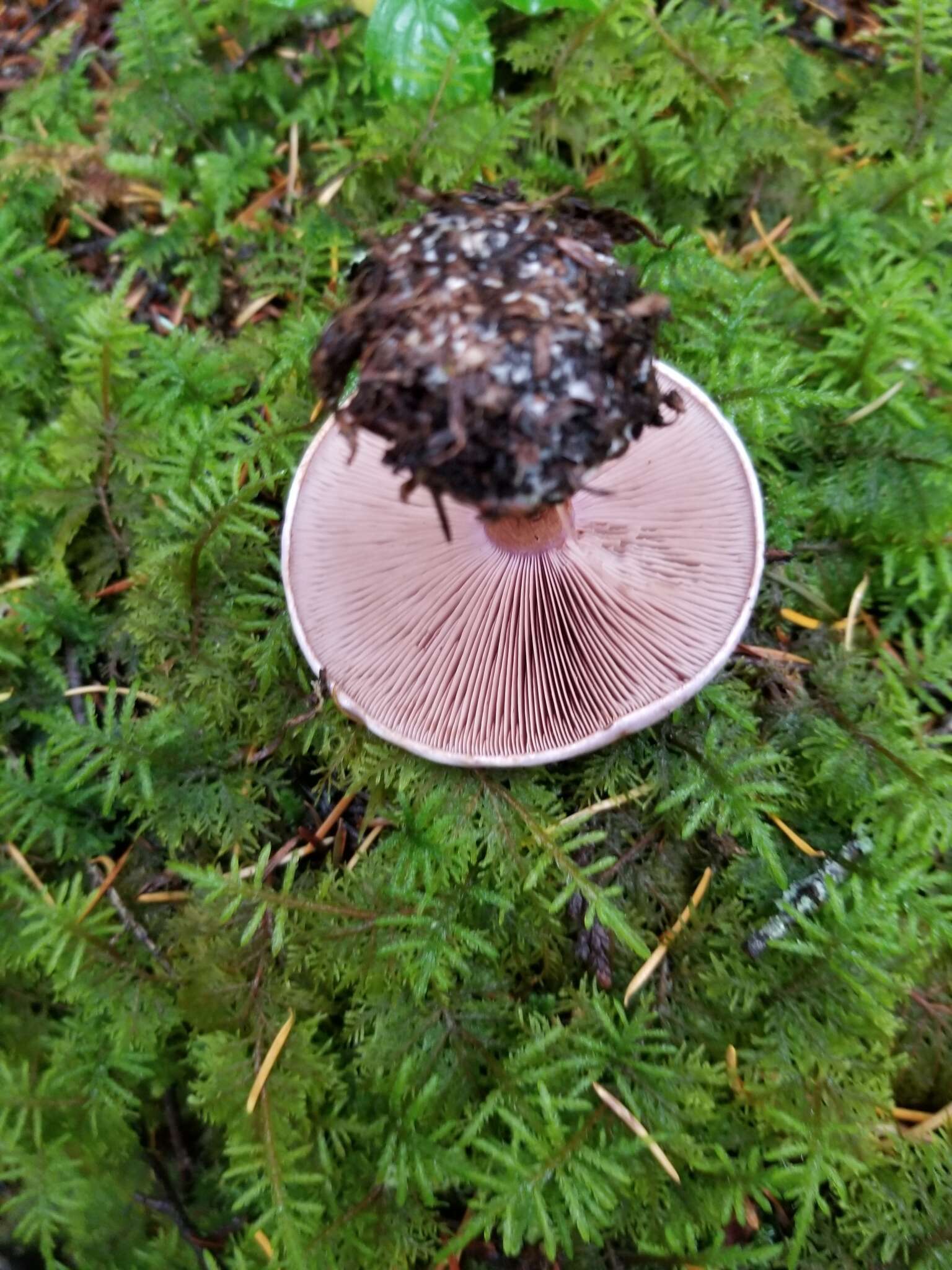 Imagem de Cortinarius olympianus A. H. Sm. 1939