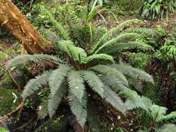 Sivun Polystichum vestitum (G. Forst.) C. Presl kuva