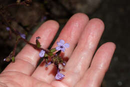 Imagem de Plumbago caerulea