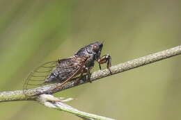 Tettigettula pygmea (Olivier 1790)的圖片