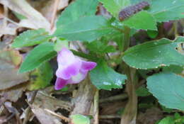 Imagem de Torenia pierreana Bonati