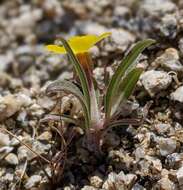 Image of paleyellow suncup