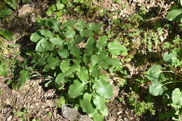 Image of Opopanax chironium (L.) Koch